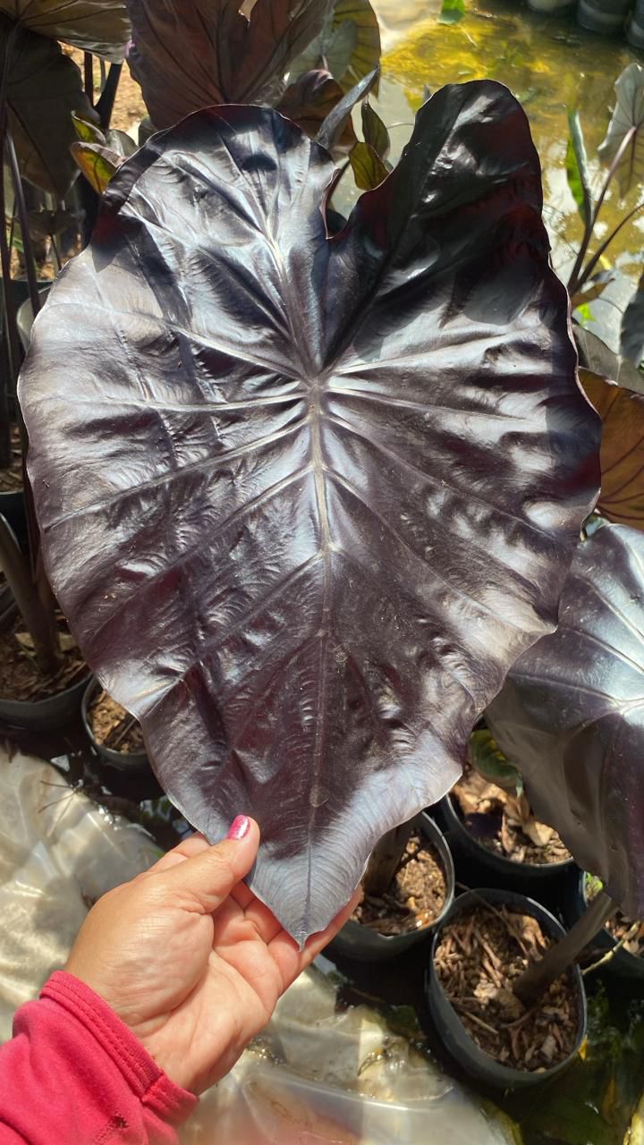 Colocasia black swan