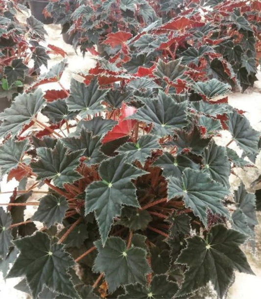 Begonia rex 'Black Mambo'