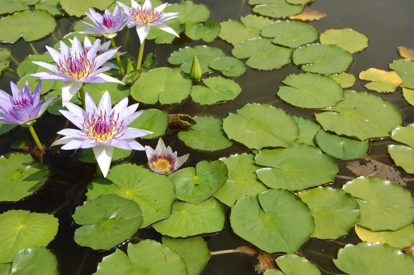 Nymphaea