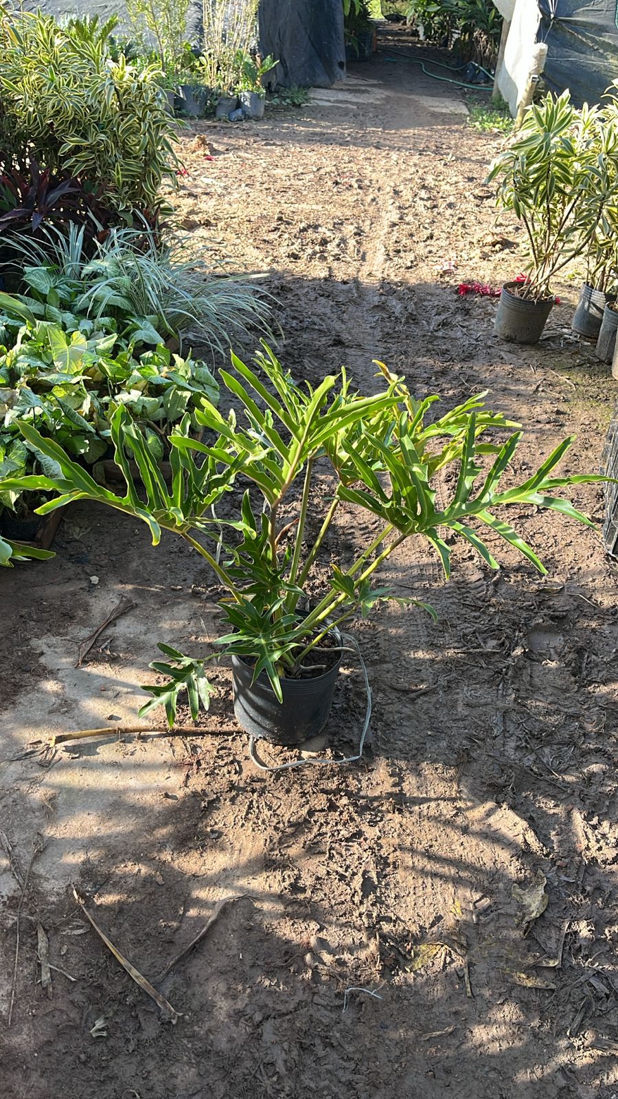 Philodendron bipinnatifidum - Guaimbê