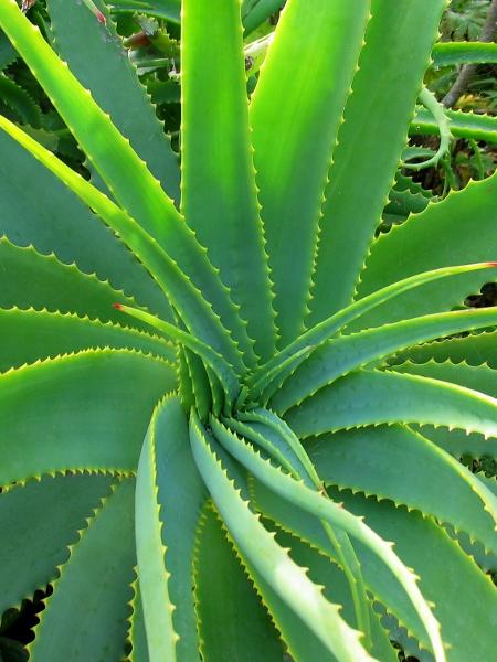 Aloe vera