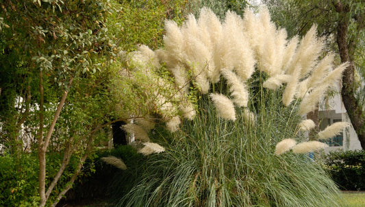 Cotaderia selloana
