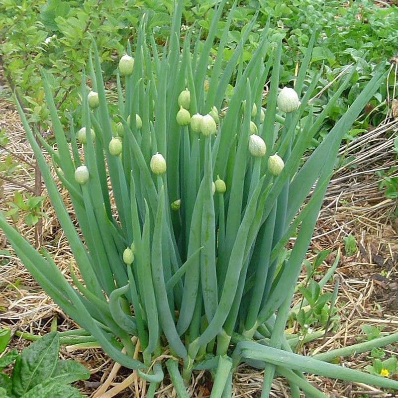 Cebolinha