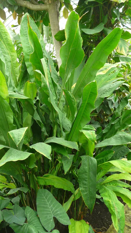 Cyclanthus bipartitus