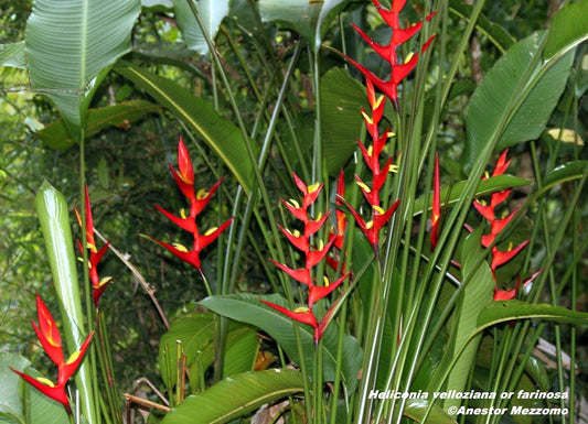 Heliconia velloziana