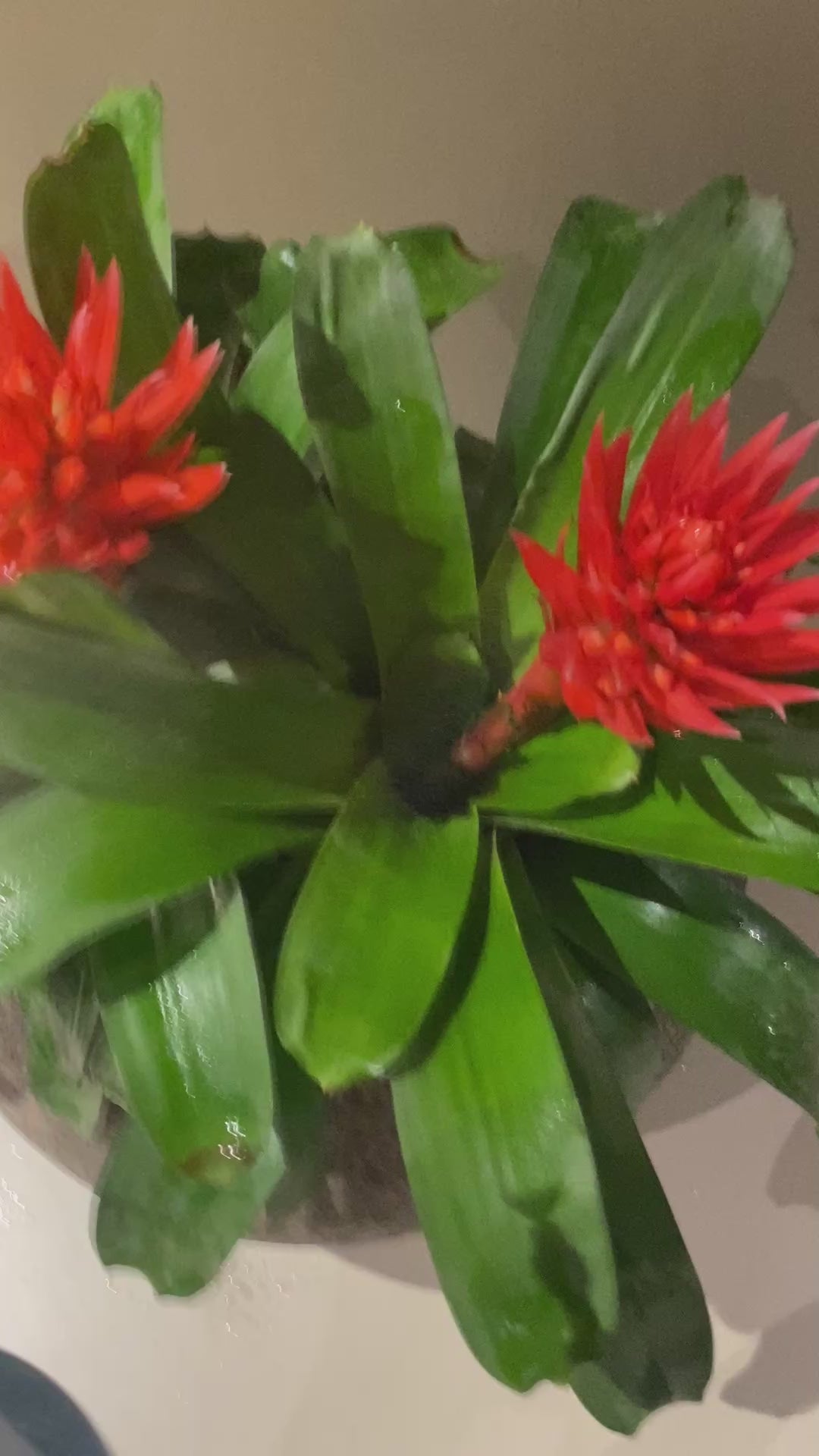 Aechmea "Tomasito" - Bromélia