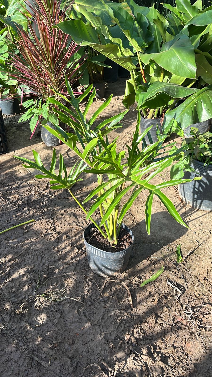 Philodendron bipinnatifidum - Guaimbê
