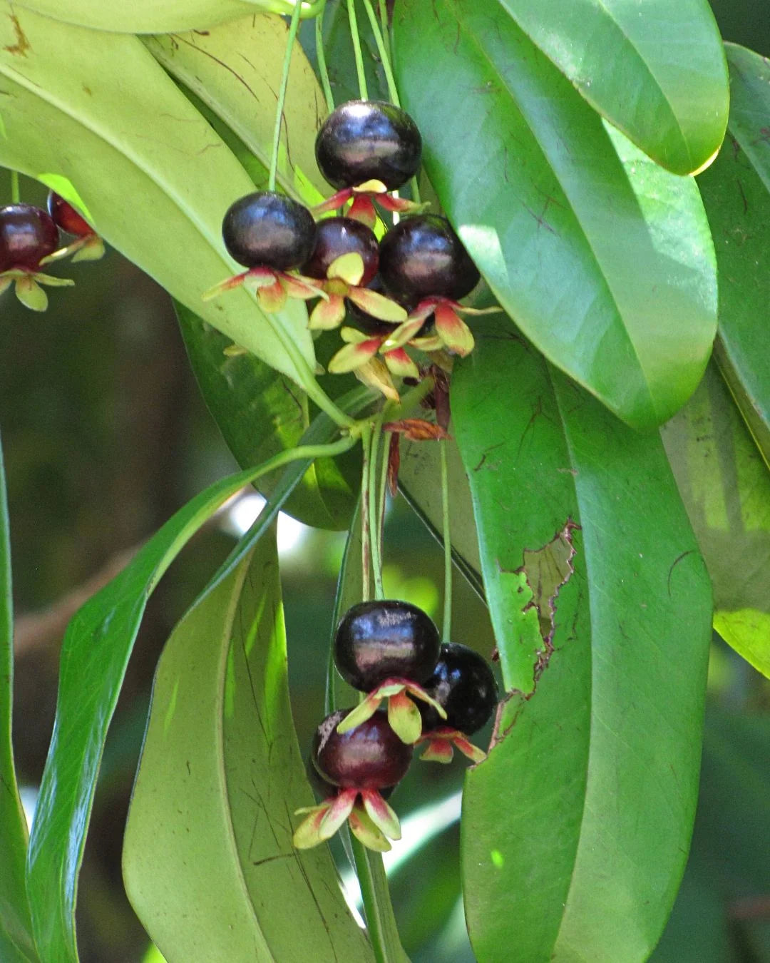 Grumixama - Eugenia brasiliensis