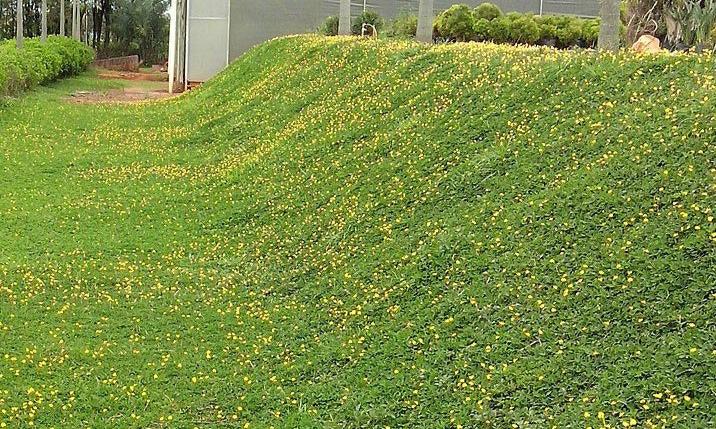 Grama amendoim - Arachis repens