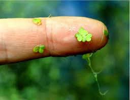 Lemna minor. - Lentilha D'água