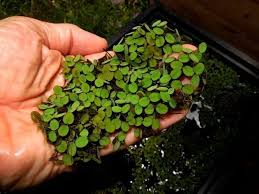 Salvinia minima.