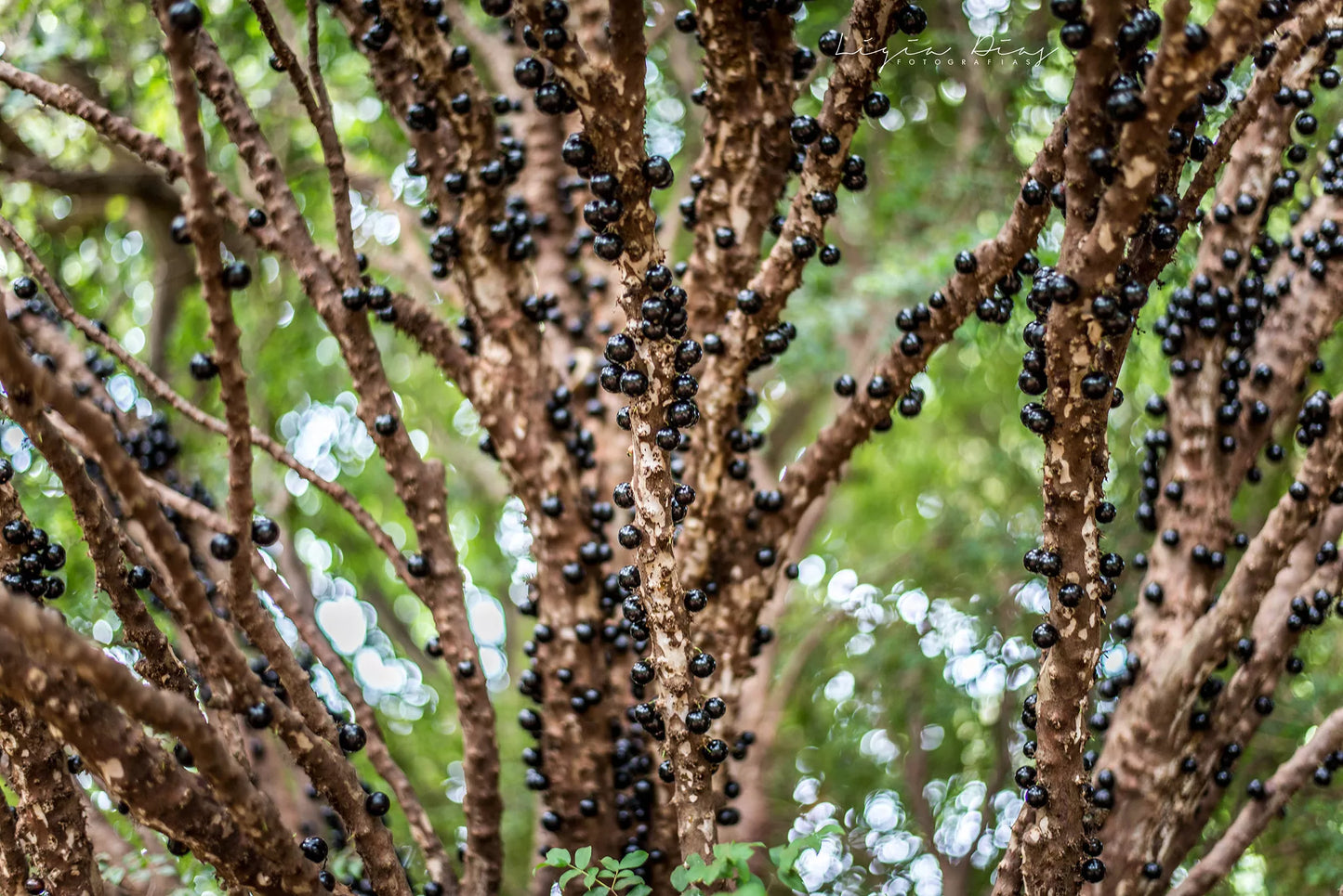 Jabuticabeira (Plinia cauliflora)