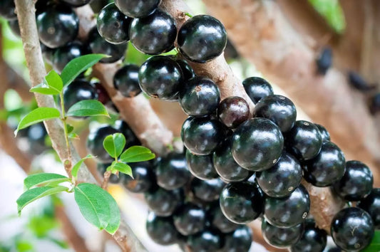 Jabuticabeira (Plinia cauliflora)