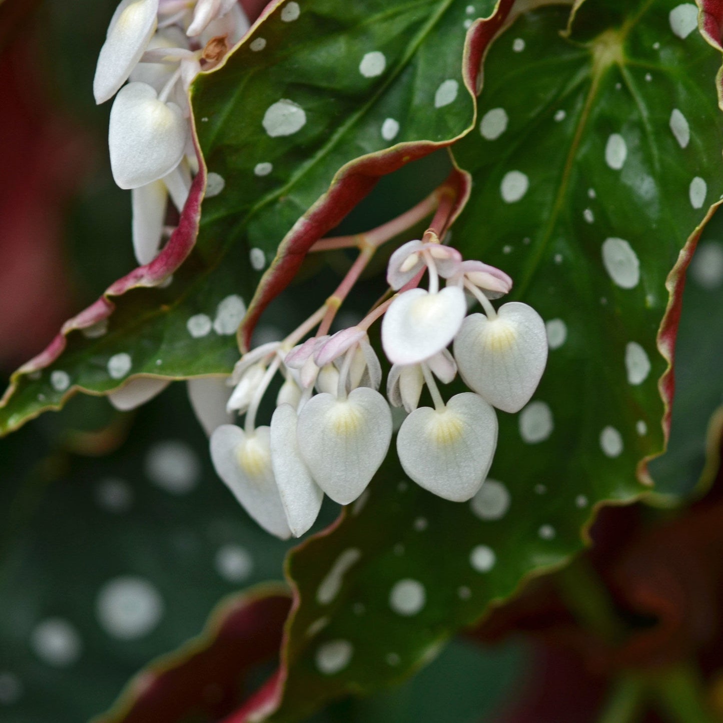 Begonia maculata