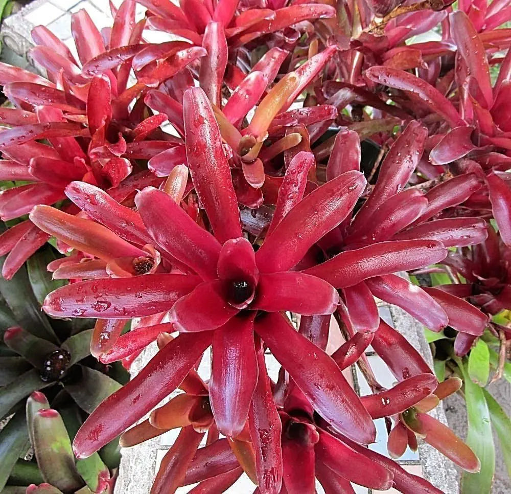 Bromélia - Neoregelia spp. Fireball