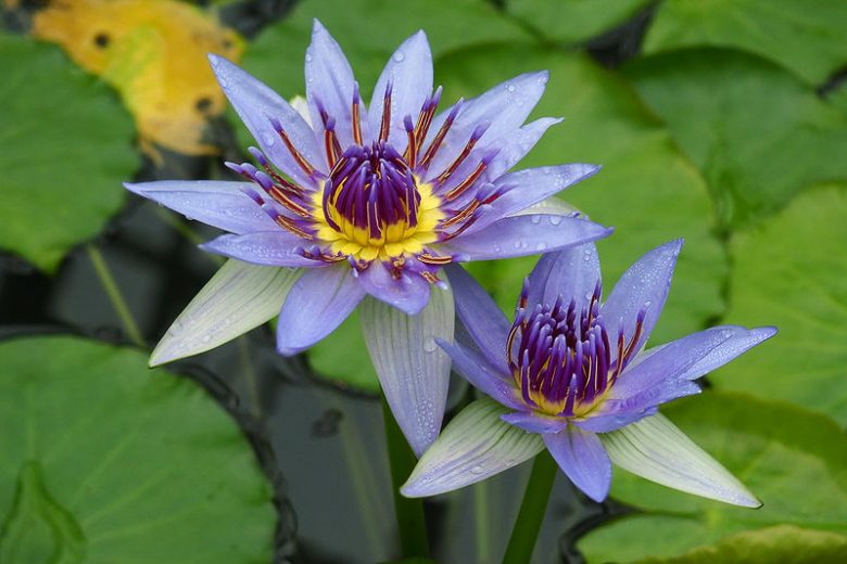 Nymphaea