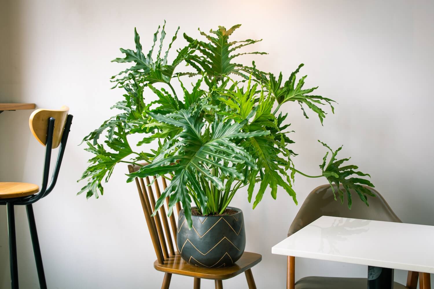 philodendron guaimbe Philodendron bipinnatifidum