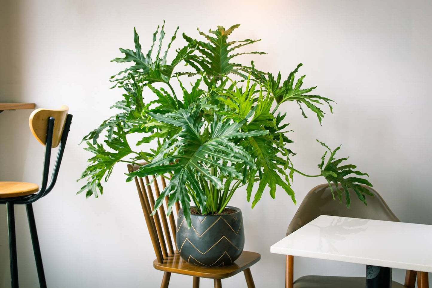 Philodendron bipinnatifidum - Guaimbê
