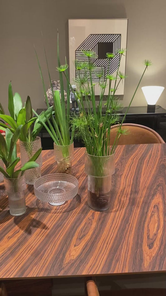 Cyperus papyrus ‘Nanus’ - Mini Papirus