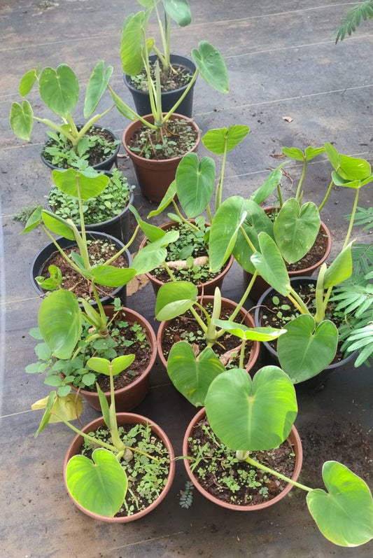 Philodendron ricardoii