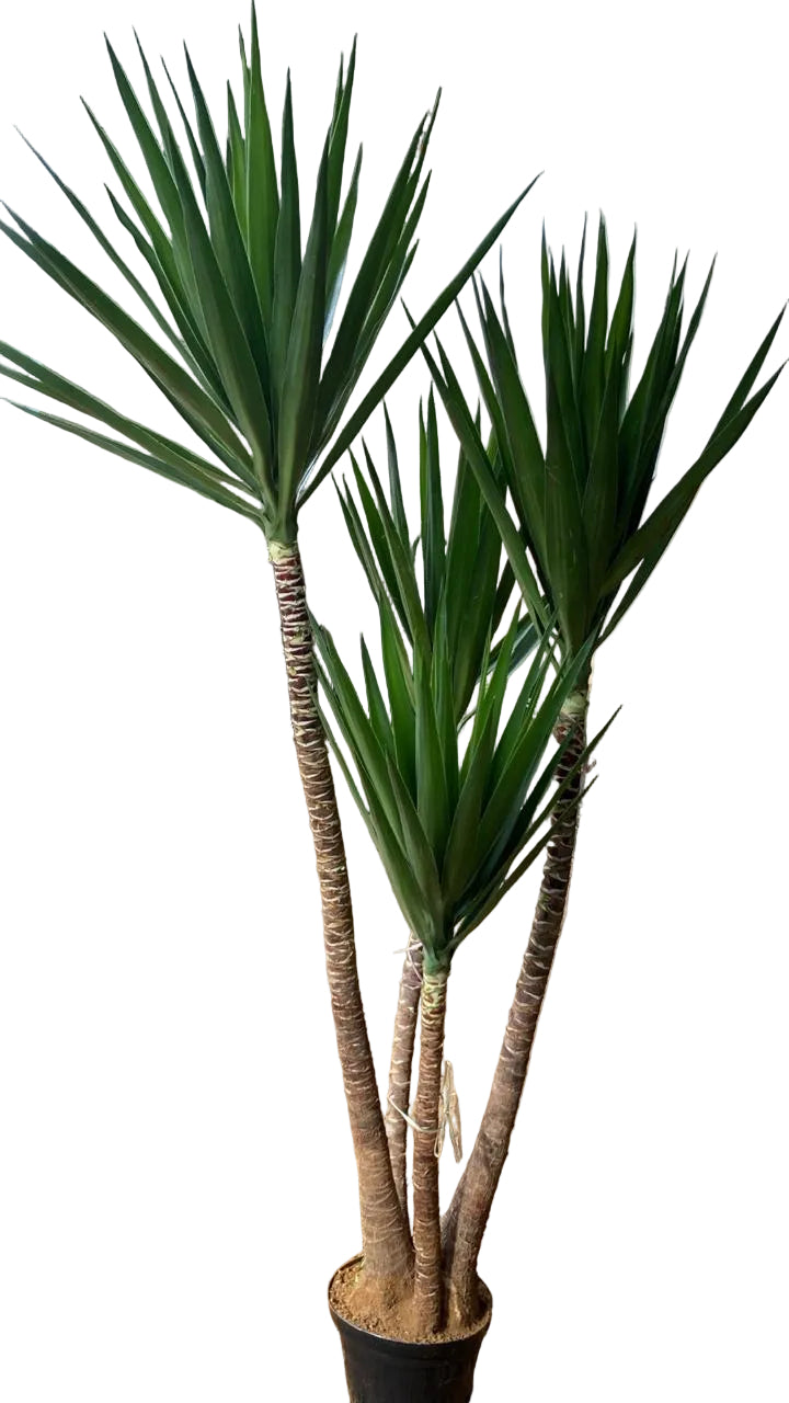 Yucca