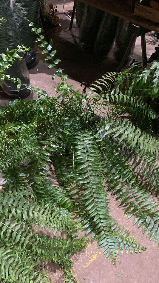 Samambaia Rabo de Peixe- Nephrolepis falcata