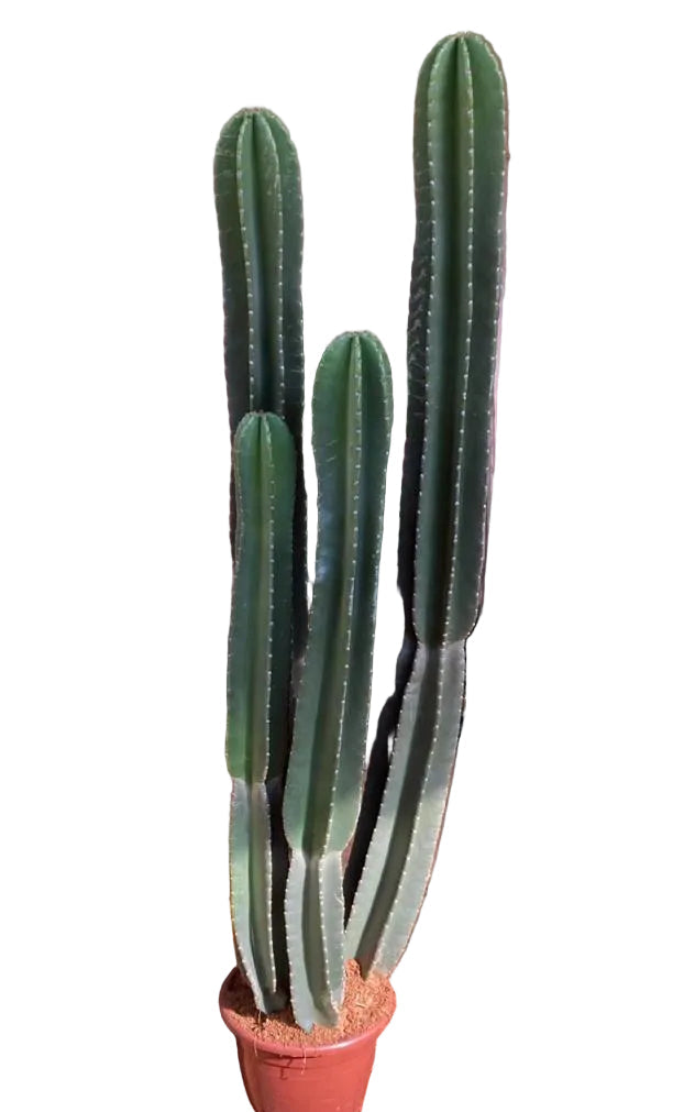 Cacto Mandacaru Sem Espinho - Cereus jamacaru f. inermis.